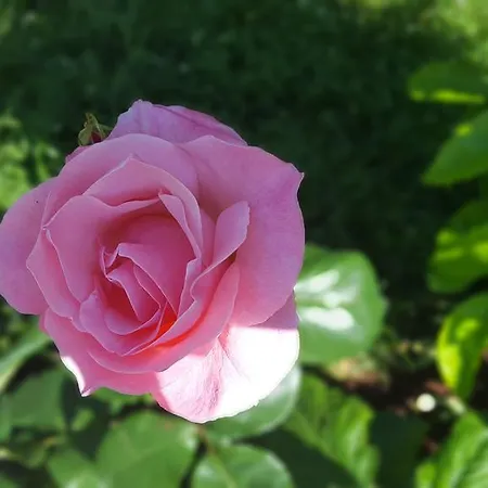 Garden House 펜션 사밀