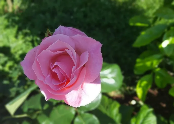 Garden House Dom wakacyjny Ksamil