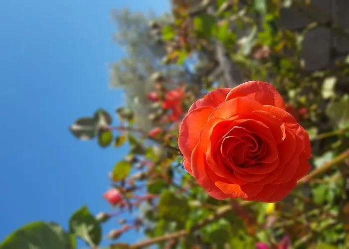 Dom wakacyjny Garden House *