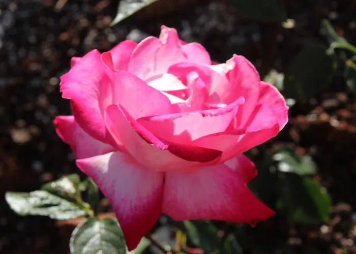 Dom wakacyjny Garden House